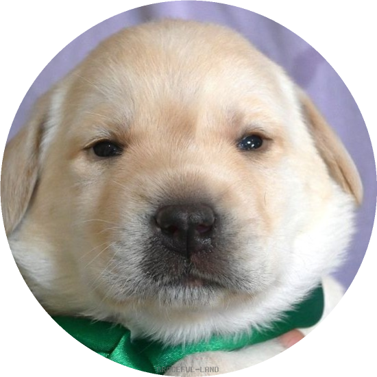 英国ラブラドールの子犬(A child of ジョージ & ターシャ(英国血統)) 英国ラブラドールの子犬